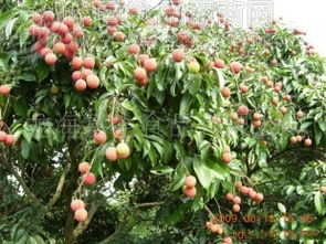 新鮮荔枝 圖 批發(fā)價(jià)格 廠家 圖片 食品招商網(wǎng)