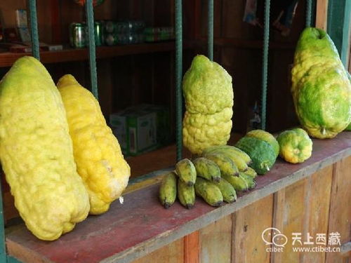 西藏這種不吃果肉而是吃瓤的水果,一個(gè)重量可達(dá)十多斤